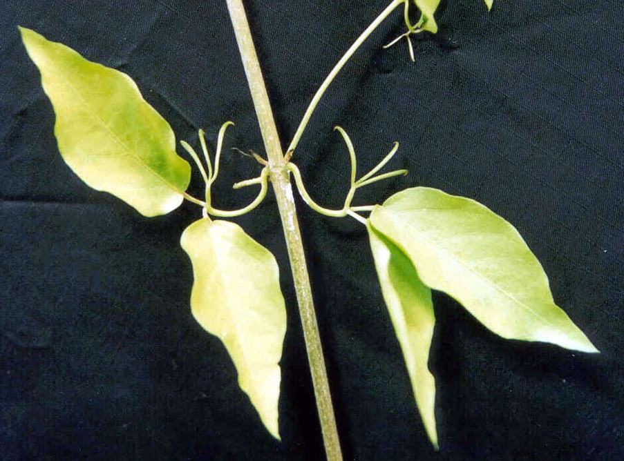 Cat’s Claw Creeper_A.jpg