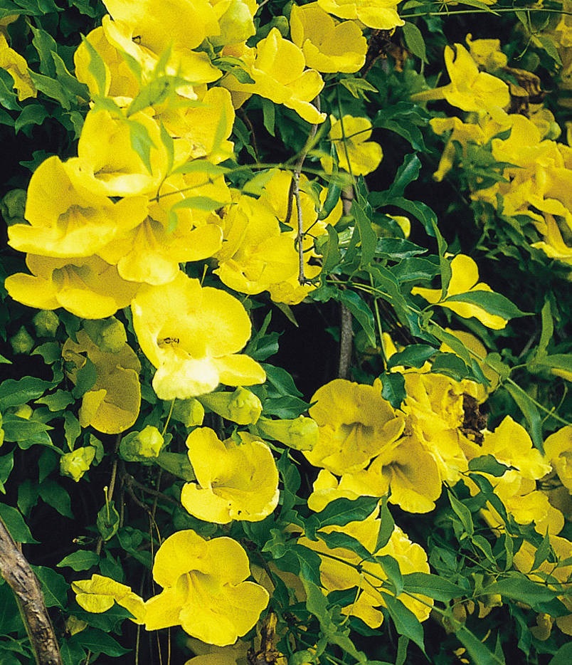 Cat’s Claw Creeper_B.jpg